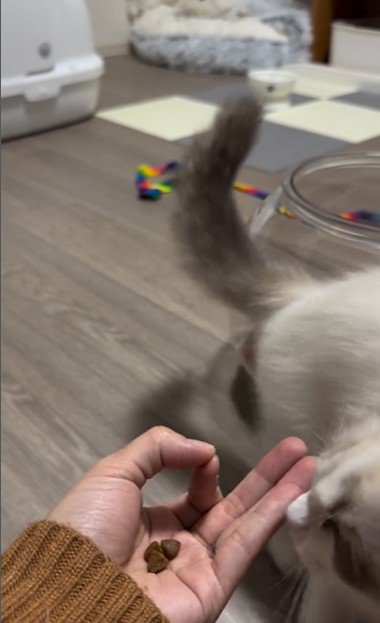 手のひらの上におやつを乗せた人とおやつを食べようとしている猫