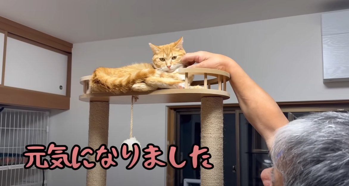 キャットタワーの上に茶トラ