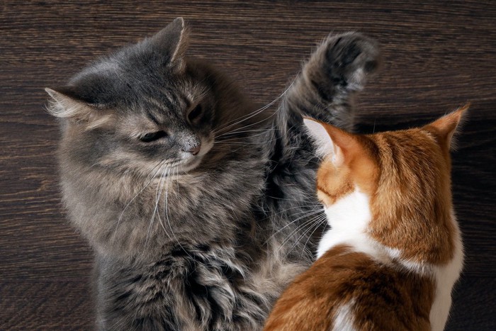 猫パンチしようとする猫