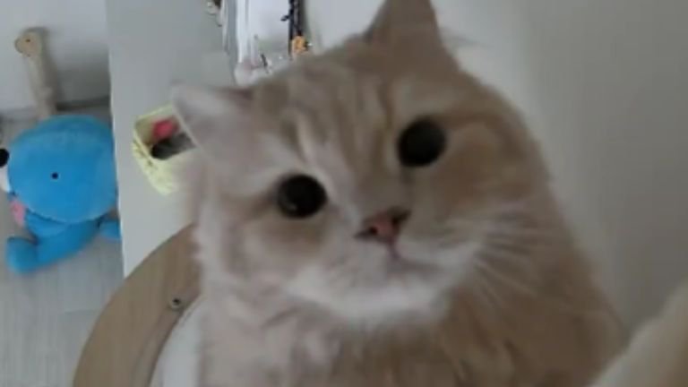 ペットカメラに映る猫