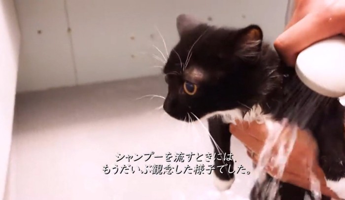 シャワーされる子猫
