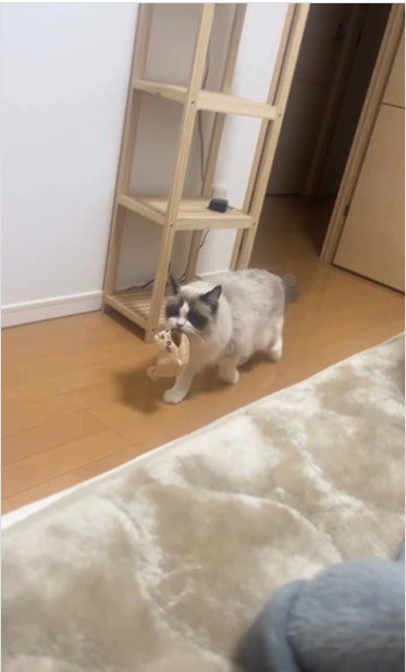 おもちゃを咥えて歩いている猫