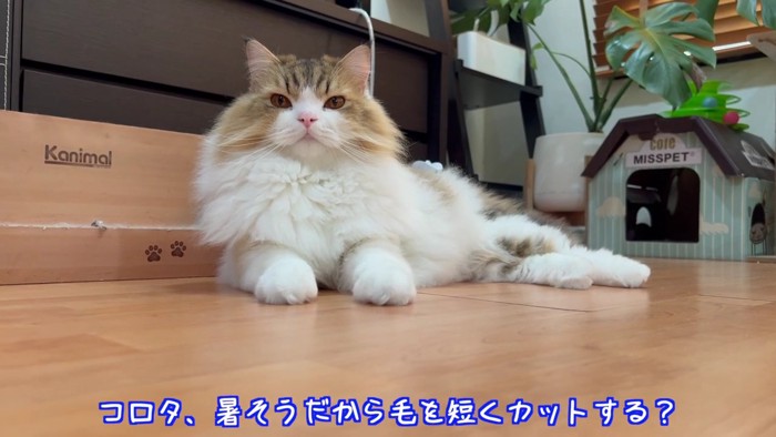 カットをすすめる場面