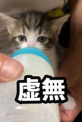 無表情でミルクを飲む子猫2
