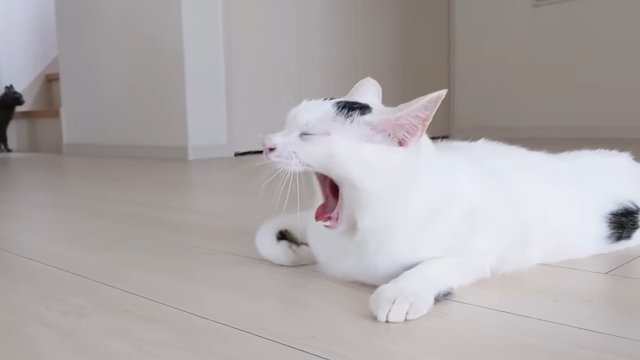 床 欠伸する猫