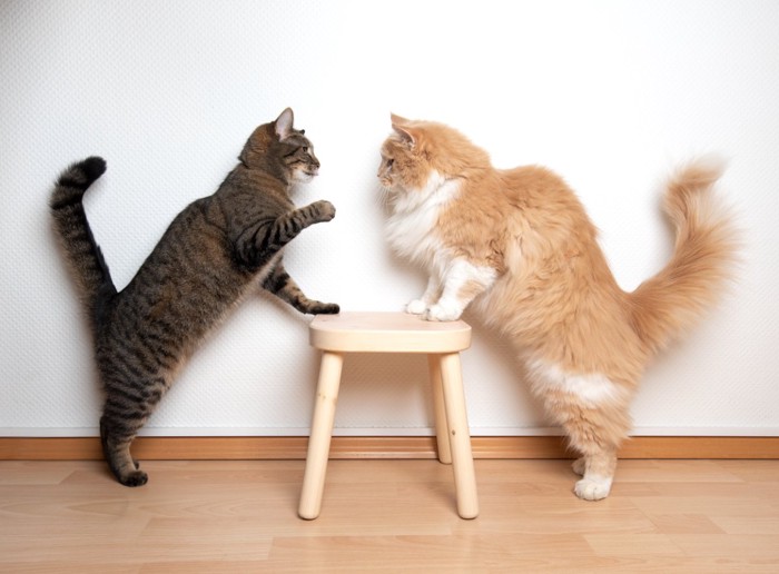 にらみ合う猫