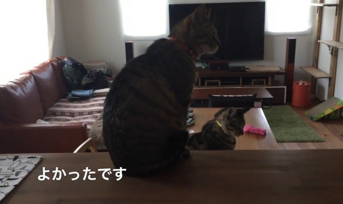 座っている2匹のキジトラ猫