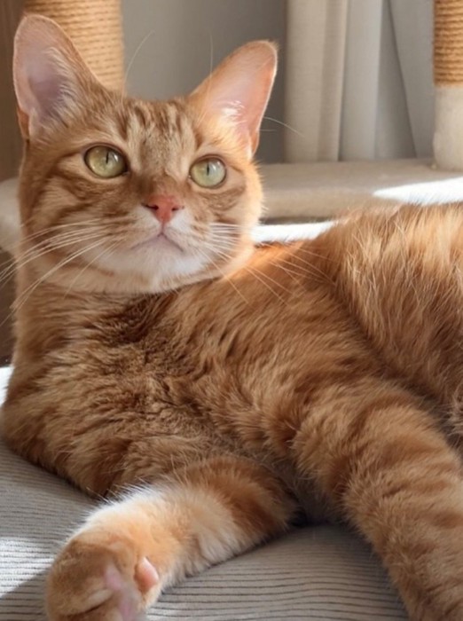 寝そべっている猫