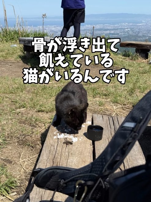 椅子の上でお米を食べている黒猫