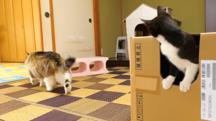 去っていく猫を見つめる猫