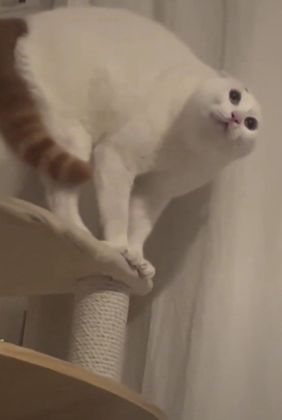 威嚇しているぽにおくん