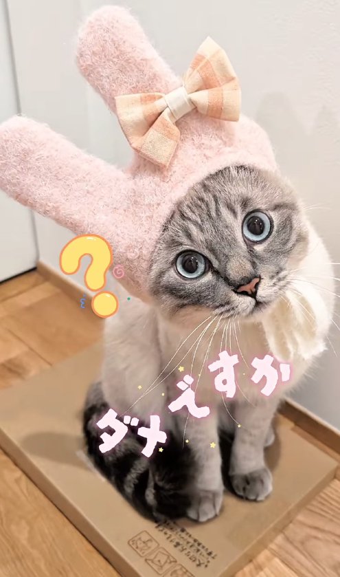 うさぎの帽子をつけている猫