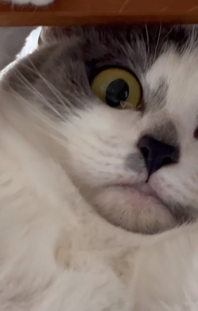 見下ろす猫