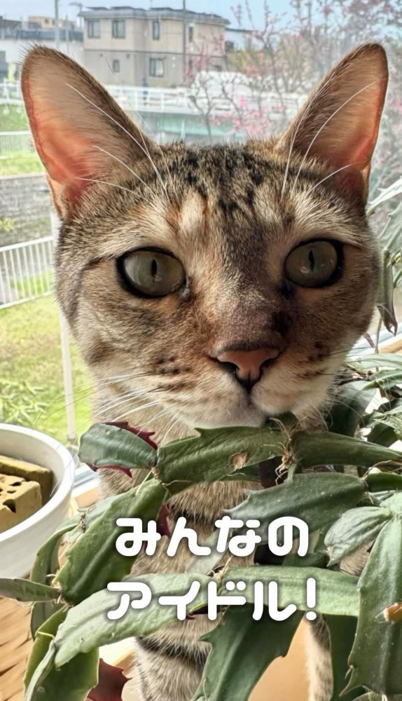 窓辺の観葉植物と猫