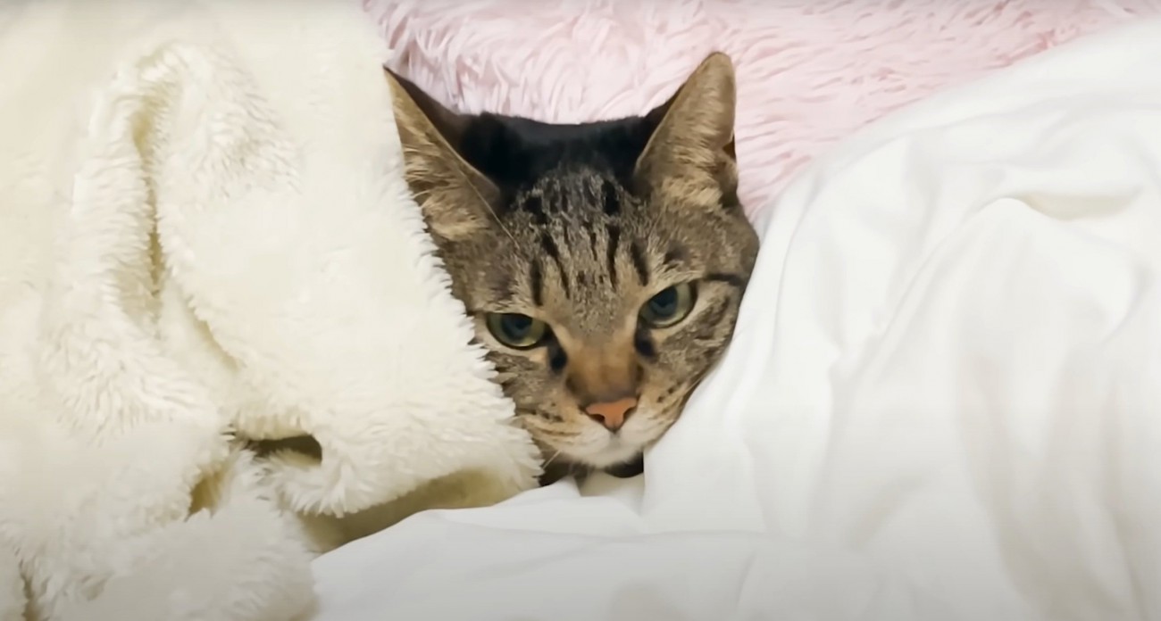 布団にくるまれた猫