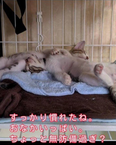 お腹を見せて寝る子猫たち