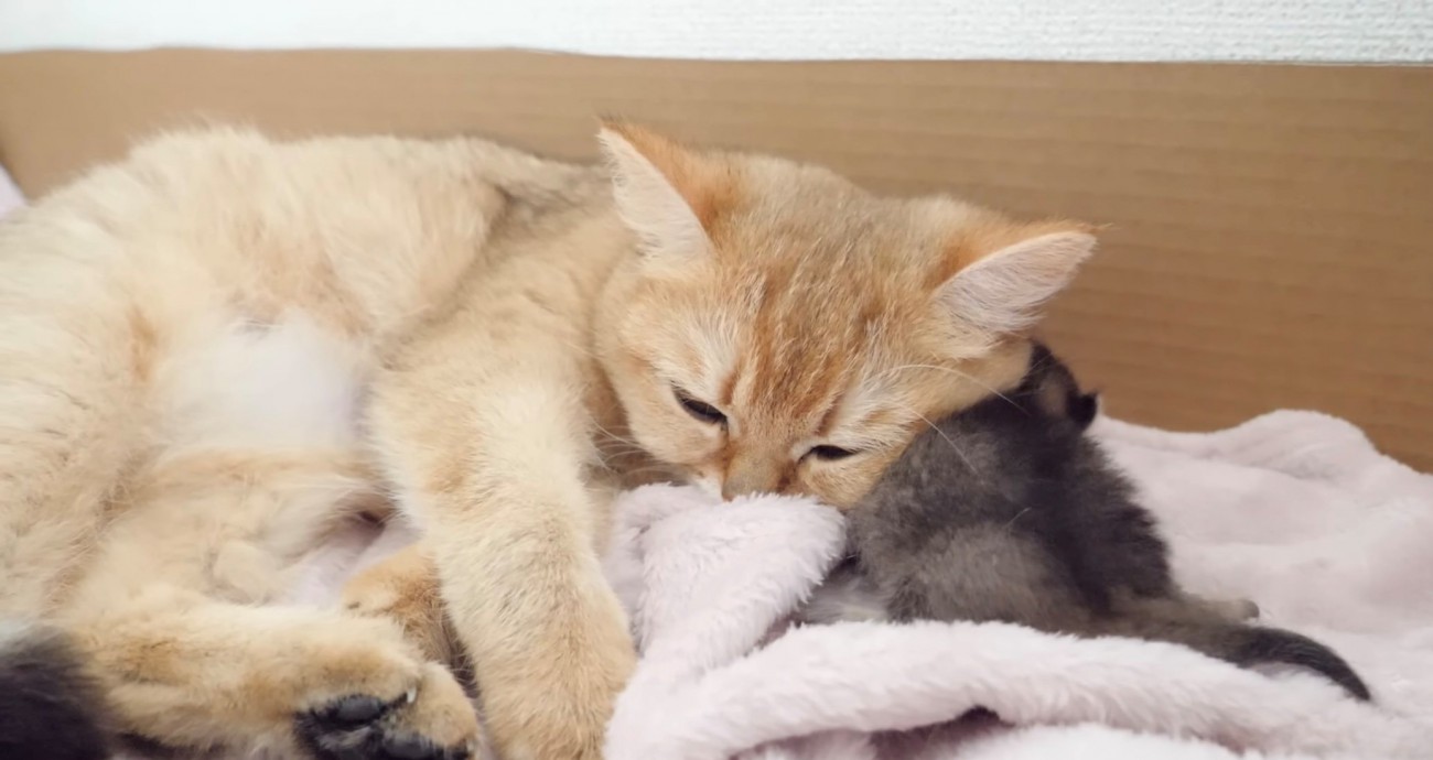 安心した表情の母猫