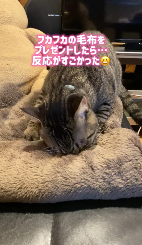 毛布に顔を埋めてフミフミする猫2