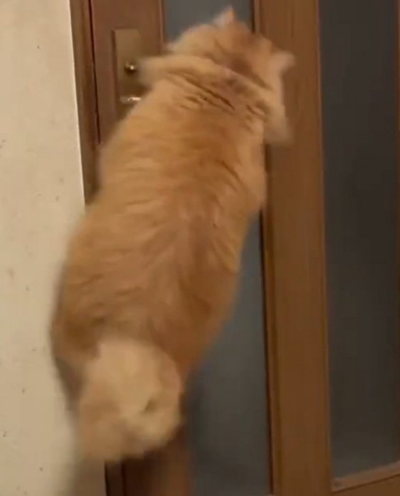 犬にも見える猫