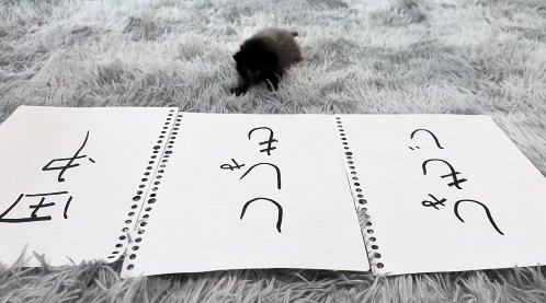 並べられた紙の後で真っ直ぐカメラの方に頭を向けている子猫（右前足を前に出している）