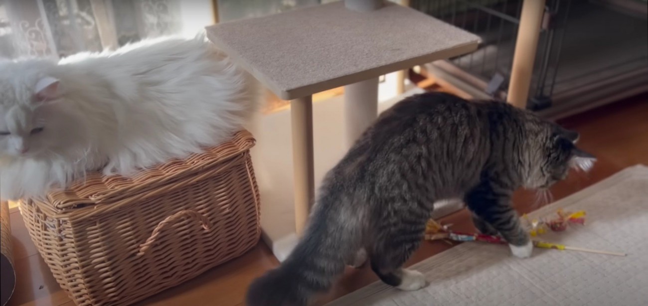 籠の上に居る猫と歩いている猫