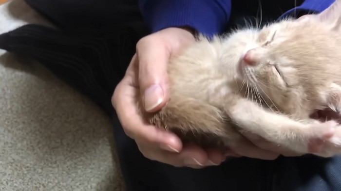 手のひらの上で寝る子猫