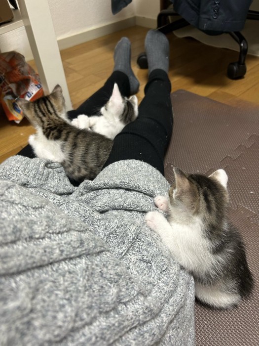 飼い主さんに集まる3匹の猫