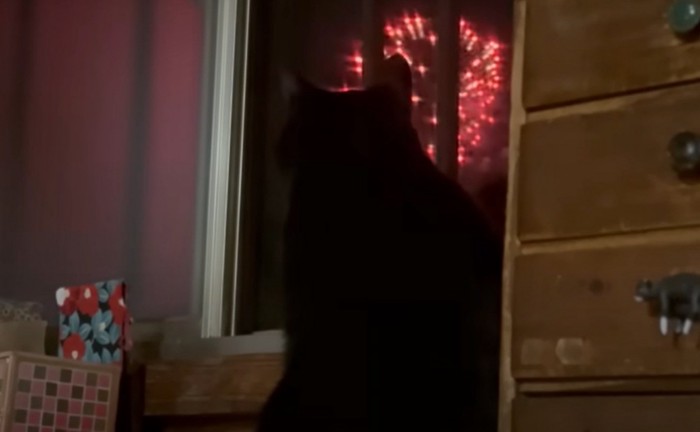 花火と猫