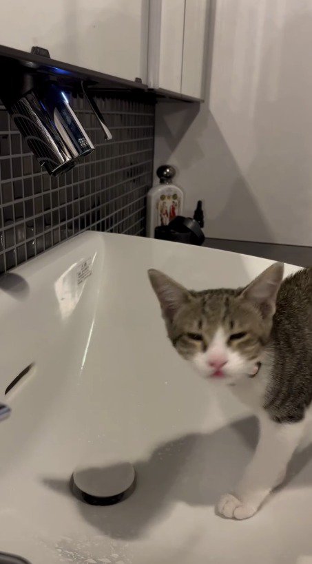 鼻に水がかかって目を細める子猫