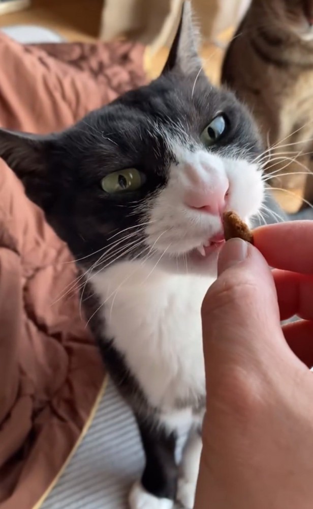 食べにくそうな猫