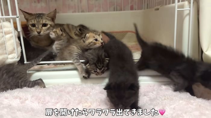 かのこママとわらわら出てくる子猫たち