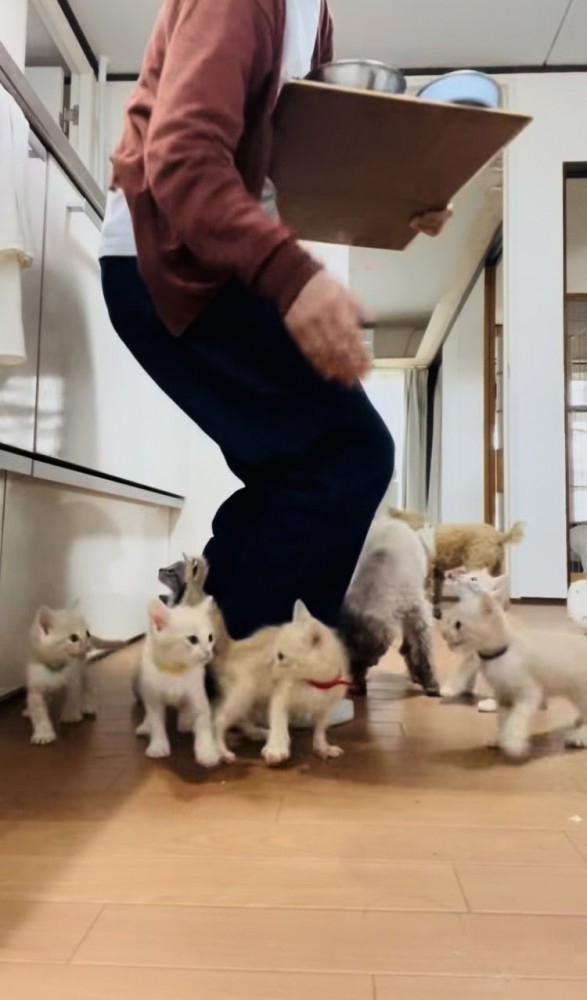 投稿主さんのごはんの準備が待ちきれず騒ぐ子猫たち