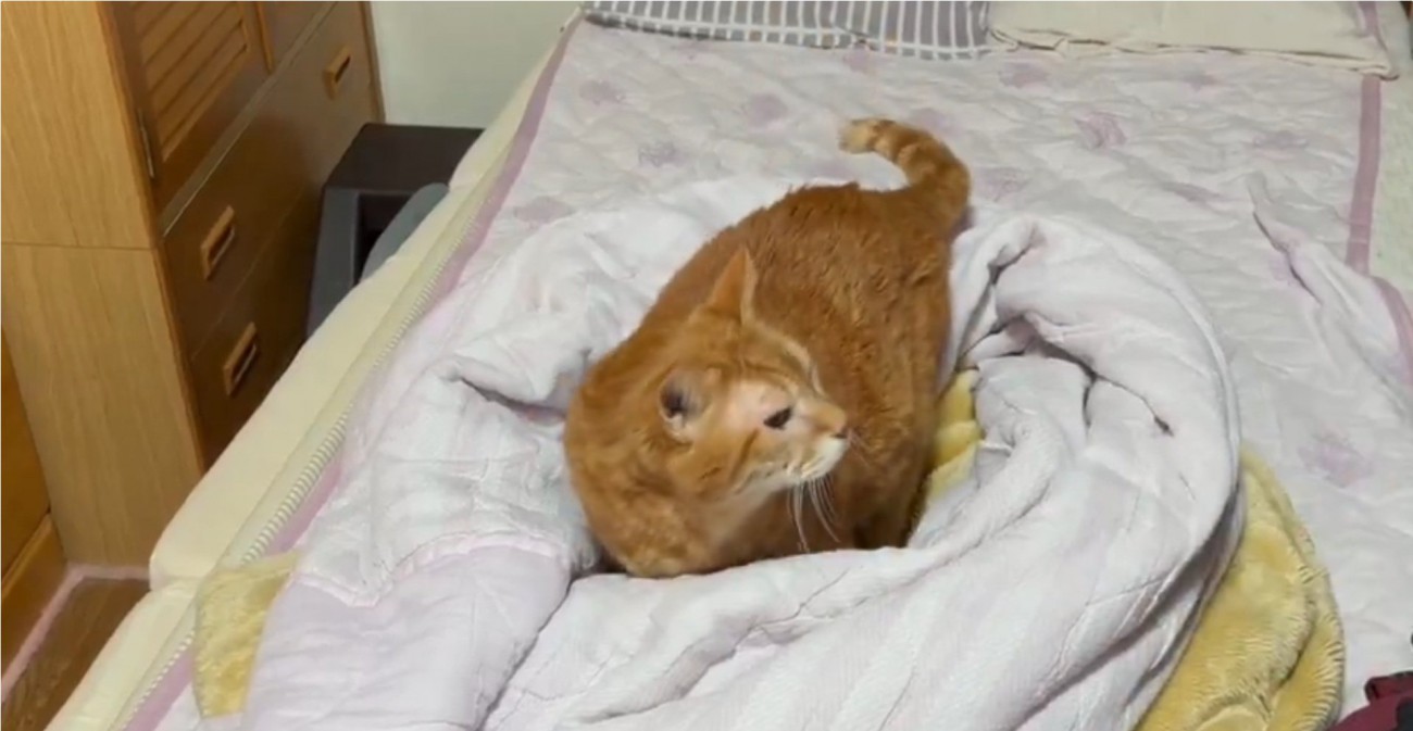 ネコホイホイに入る猫