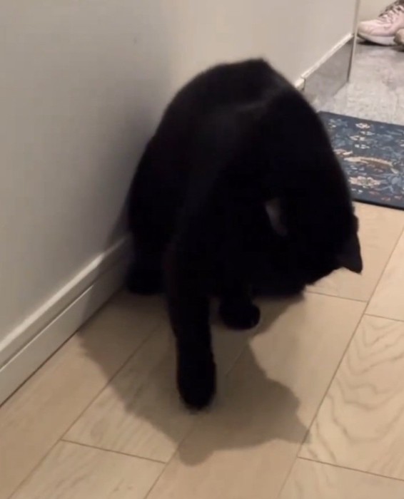 カメムシを叩く黒猫