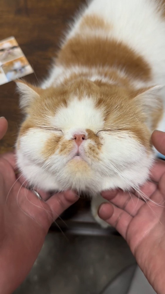 マッサージされる猫さん