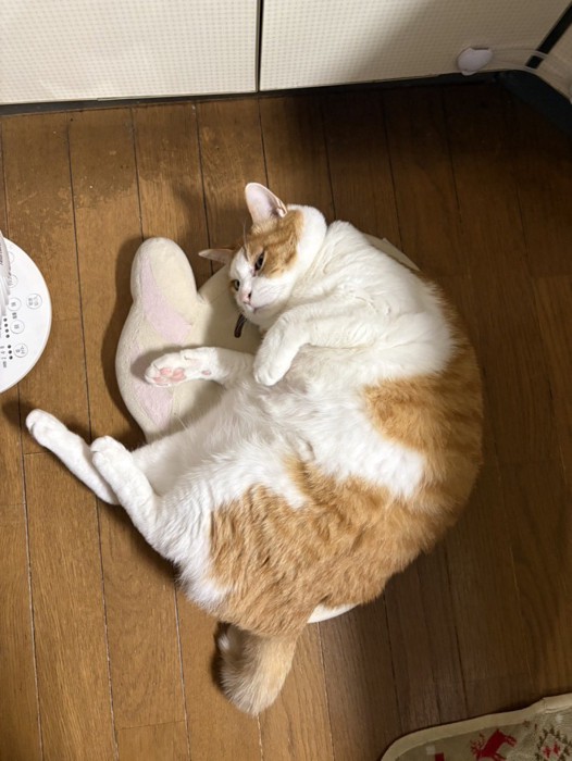 クッションに寝転がる猫