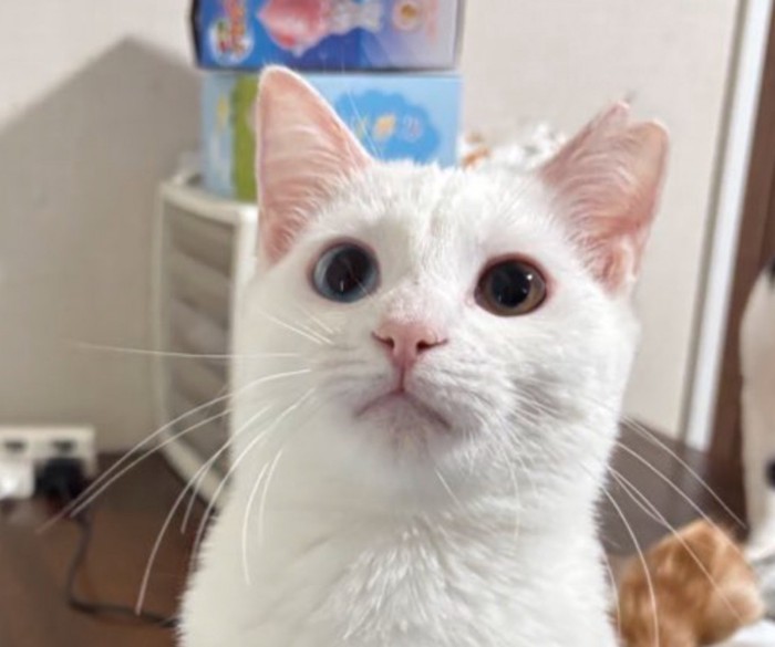 ふっくらしたお顔