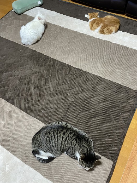 ホットカーペットにトライアングル状に並ぶ3匹の猫