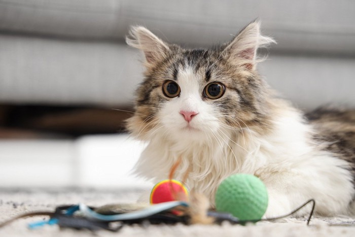猫とおもちゃ