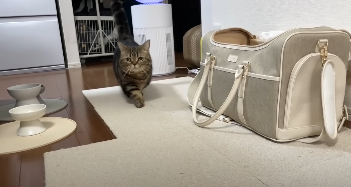 こちらに向かって歩いてくる猫、手前にキャリーバッグ
