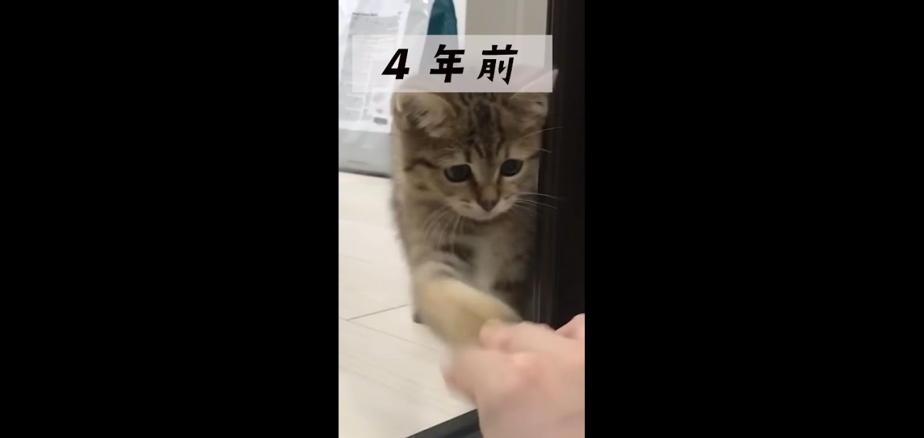 子猫パンチ