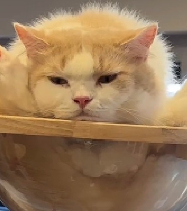 無表情の猫
