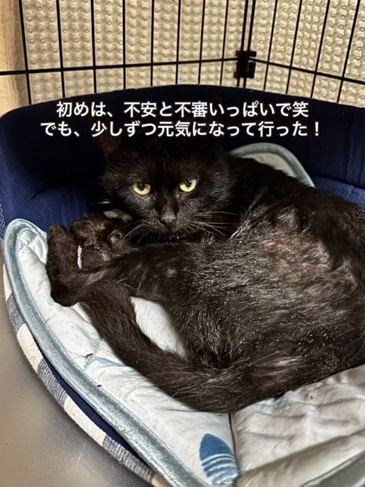 猫ベッドにいる猫