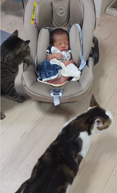 赤ちゃんと2匹の猫