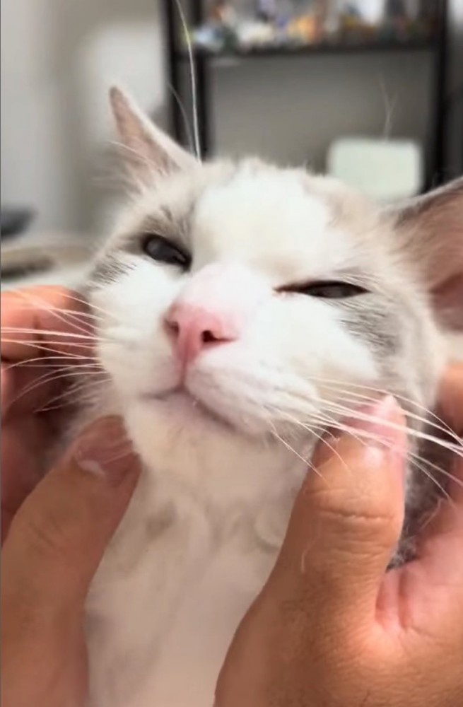 顔を撫でられる猫