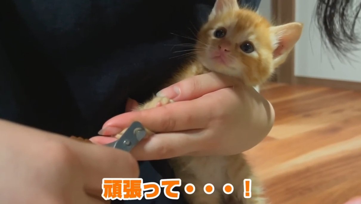 爪切りされている子猫