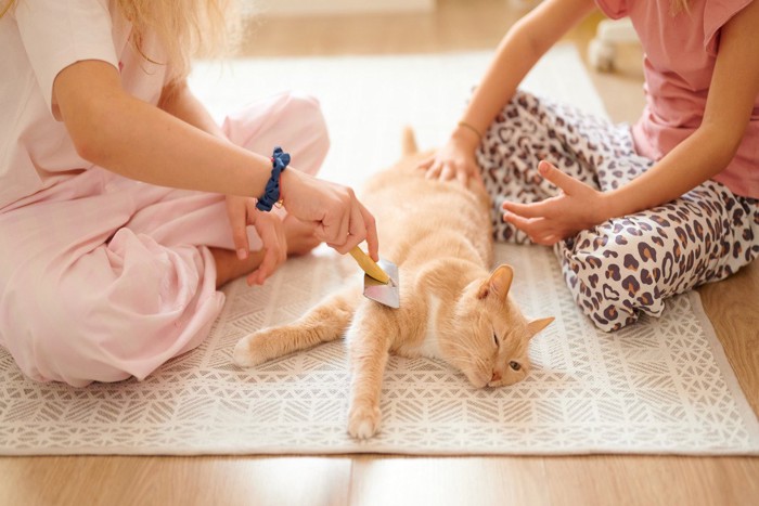 ブラッシングされる猫