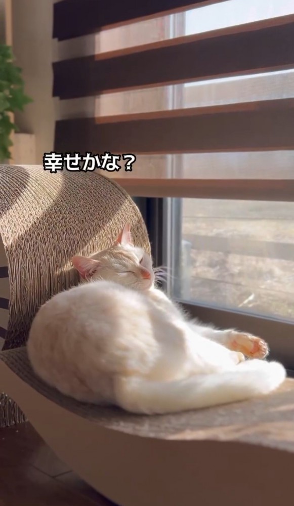 窓辺で眠る猫