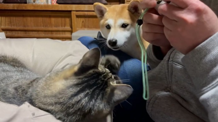 ゲームをする人と犬と猫