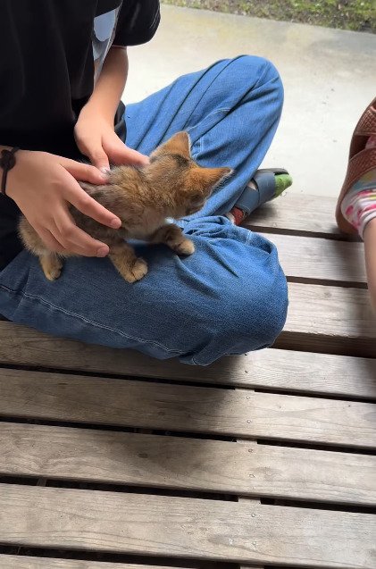 子どもたちのそばでくつろぐ子猫